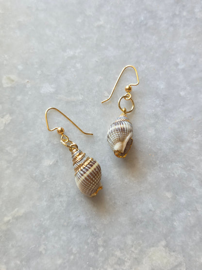 Sea Shell Earrings